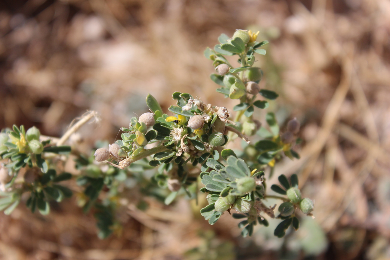 Plant Image